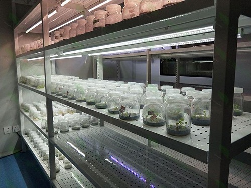 罗江植物组织培养实验室设计建设方案